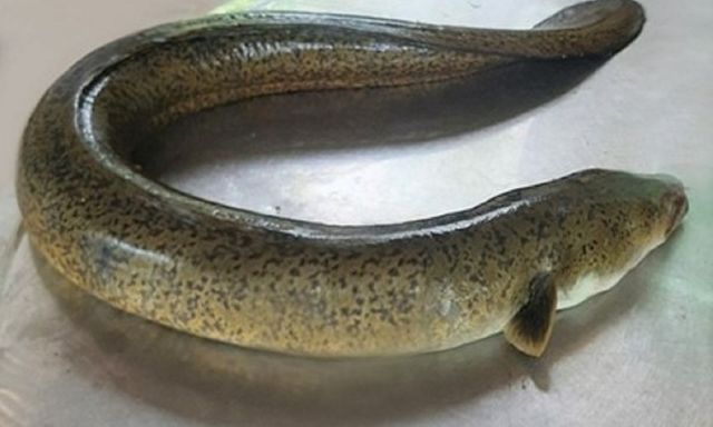 Tin tức đời sống 14/3: 6 du khách cấp cứu sau khi ăn cá chình