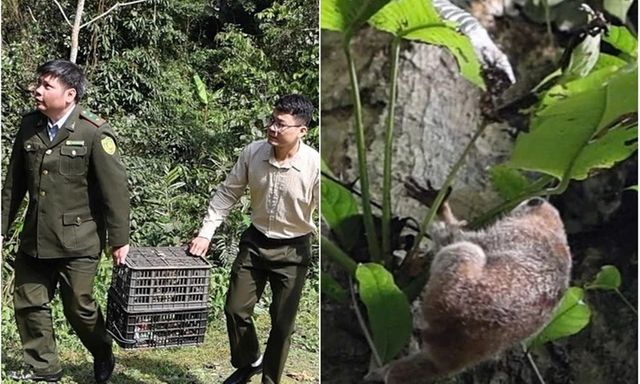 Tin tức thời sự 24h: Thả con vật quý hiếm, mắt to tròn về rừng tự nhiên