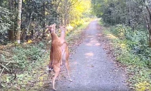 Ngỡ ngàng hai con hươu 