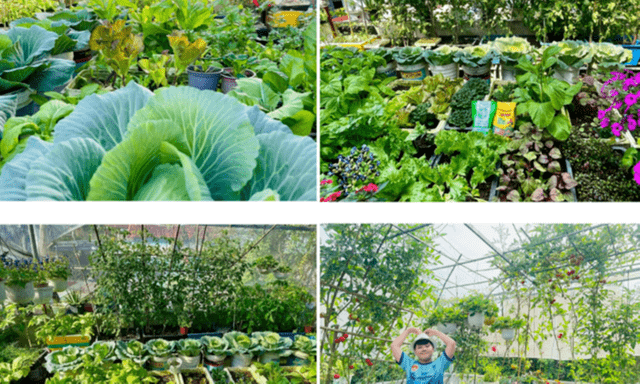 Ngắm khu vườn sân thượng “mùa nào thức nấy” rộng 85m2 của gia đình Đà Nẵng