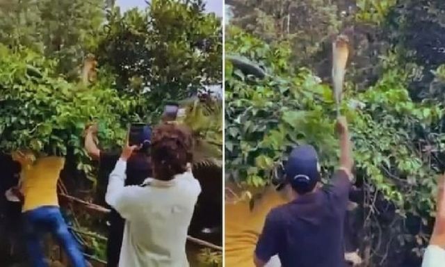 Thót tim xem cảnh người đàn ông tay không đối đầu 