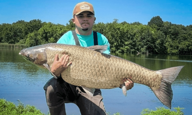Clip: Người đàn ông lập kỷ lục thế giới khi câu được cá chép cỏ khổng lồ nặng tới 34kg