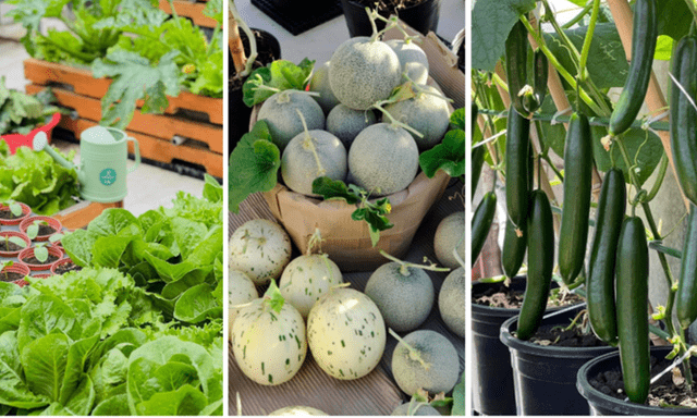 Choáng ngợp sân thượng 100 m2 tại Đà Nẵng: Rau trái bủa vây, chủ nhân tự tay thiết kế giàn 