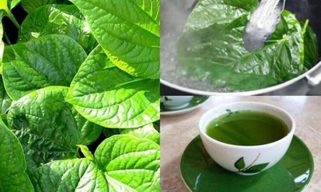 Uống nước lá lốt mỗi ngày có tốt?