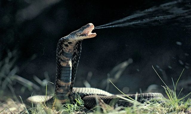 Ra đồng phun thuốc diệt cỏ, người phụ nữ bị rắn độc cắn