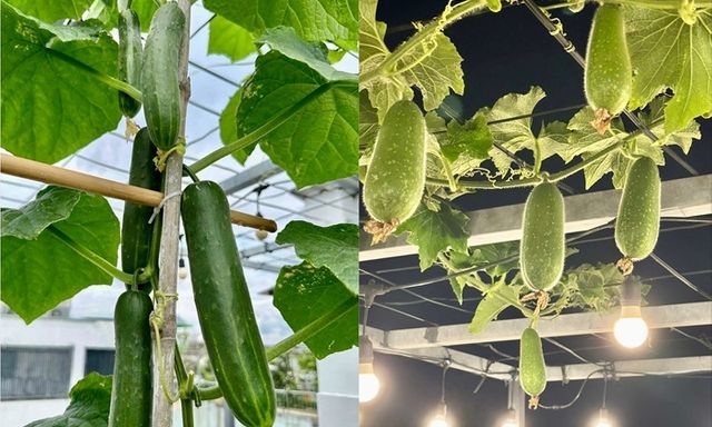 Vợ chồng ở TP.HCM gây sốt với khu vườn trên sân thượng, vừa có rau sạch ăn, vừa là nơi 