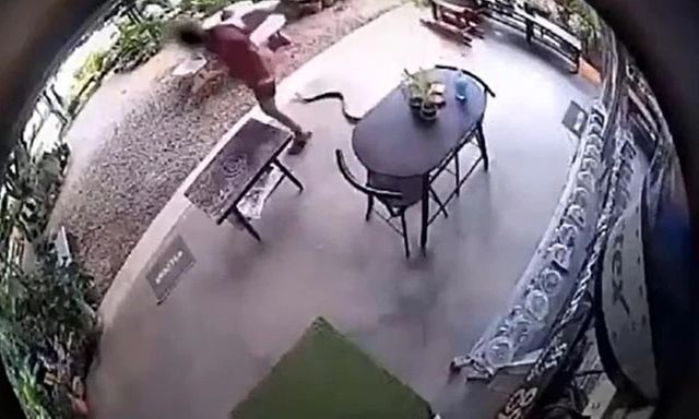 Kinh hãi clip người phụ nữ bị rắn hổ mang truy đuổi ngay trong sân nhà