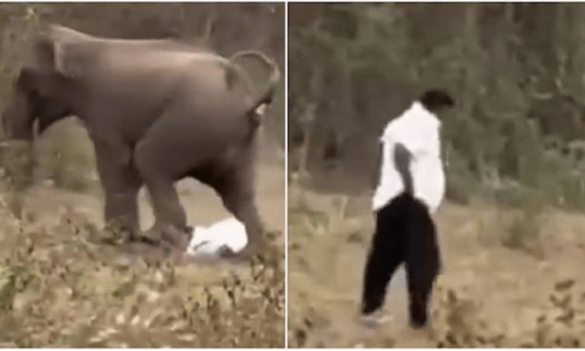 Bị con voi khổng lồ húc ngã rồi tấn công, tình trạng của người đàn ông khiến nhiều người kinh ngạc