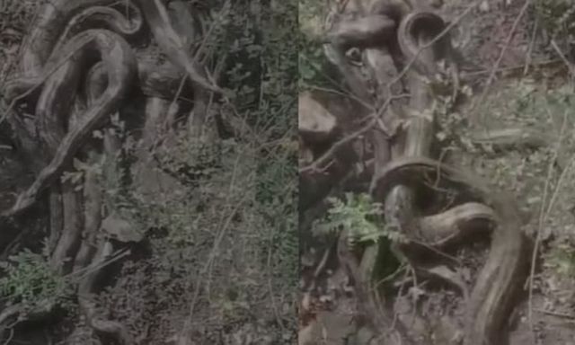 Clip: Kinh hãi phát hiện đàn trăn 