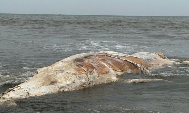 Xác cá voi hơn 5 tấn dạt vào bờ biển Nghệ An