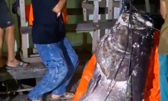 Video: Cận cảnh cá mú khổng lồ nặng hơn 100kg sa lưới ngư dân