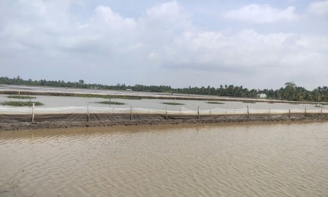 Phát hiện 2 hộ dân nuôi ốc bươu vàng trên hàng ngàn mét vuông