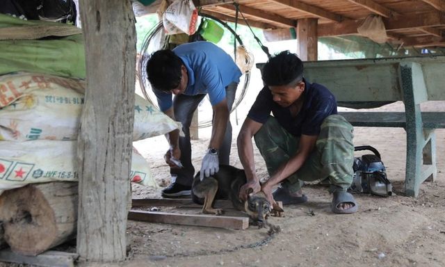 Tin tức đời sống 22/3: Sở Y tế chỉ đạo khẩn sau khi 6 người bị một con chó nghi mắc bệnh dại cắn