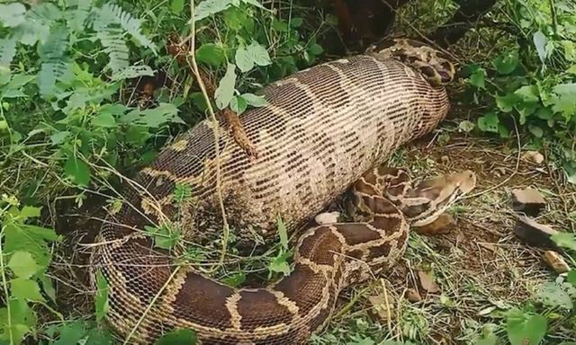 Clip: Sửng sốt cảnh trăn khổng lồ nuốt chửng linh dương 