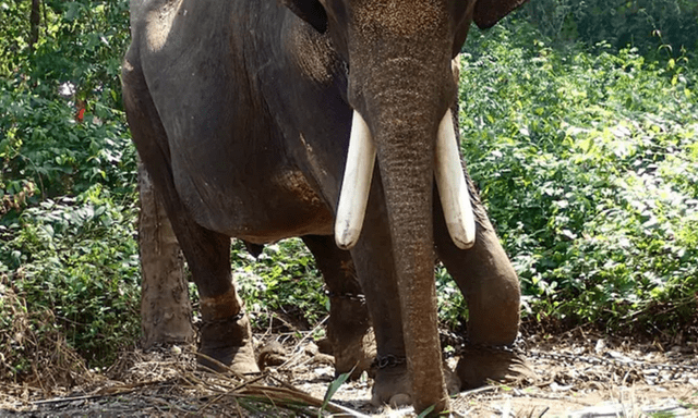 Đi tìm dê bị lạc, người phụ nữ bị voi rừng tấn công, tử vong thương tâm
