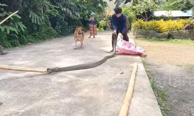 Kinh hãi rắn hổ mang chúa dài 4m, nặng 10kg xuất hiện tại trường học, giáo viên hốt hoảng