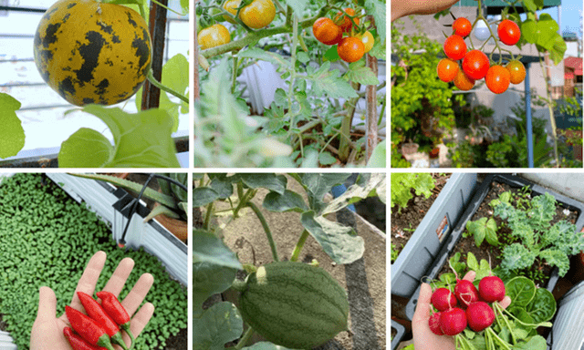 Biến sân thượng nhỏ hẹp thành 