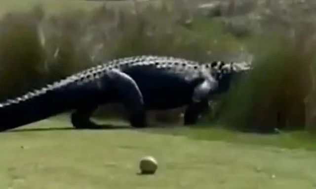 Cá sấu kích thước đồ sộ thong dong 