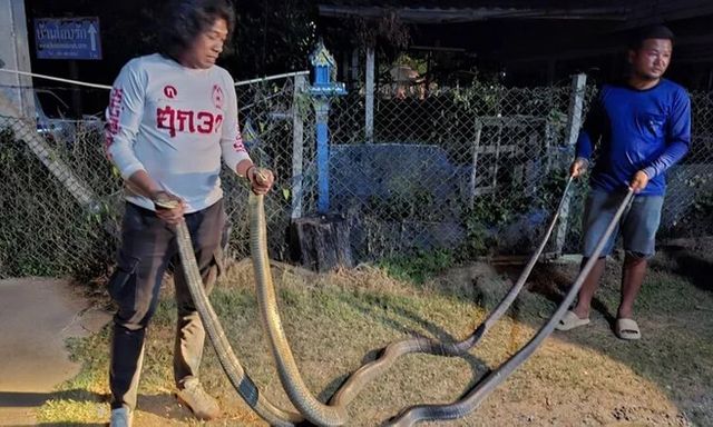 Clip: Vây bắt 2 con rắn hổ mang chúa 