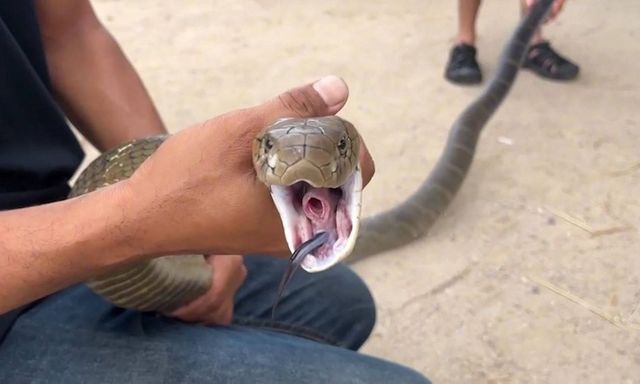 Clip: Rợn người cảnh bắt sống rắn hổ mang chúa dài gần 3 mét ẩn nấp trong phòng tắm