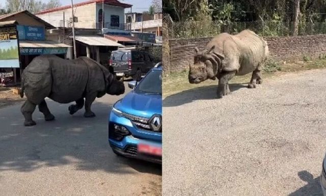 Clip: Tê giác khổng lồ thản nhiên xuống đường 