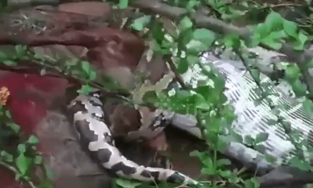 Clip: Cận cảnh trăn 