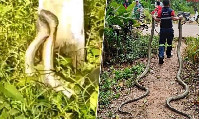 Clip: Vây bắt 2 con rắn hổ mang chúa khổng lồ quấn lấy nhau trong vườn nhà dân