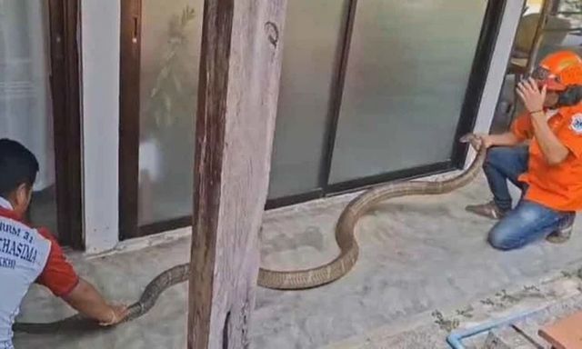 Lạnh gáy với màn vây bắt rắn hổ mang chúa nặng 15kg chui vào nhà dân