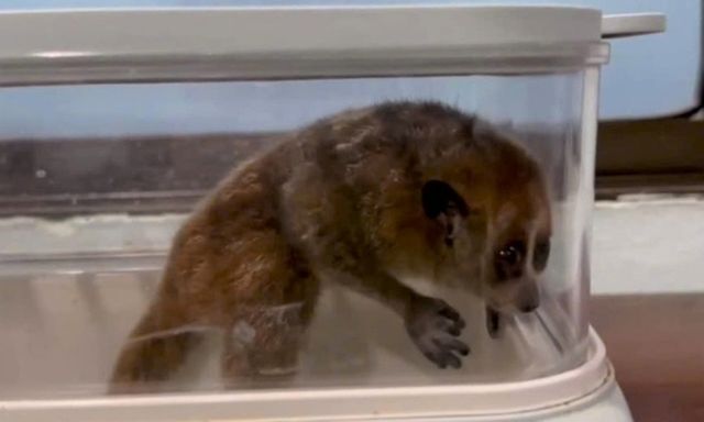 Phát hiện con vật quý hiếm, mắt to tròn leo lên cục nóng điều hòa nhà dân