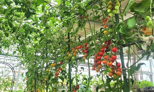 Ngỡ ngàng khu vườn 