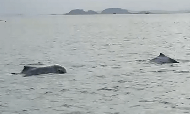 Clip: Đàn cá heo trắng bất ngờ xuất hiện ở đảo Cái Chiên khiến người dân ngỡ ngàng