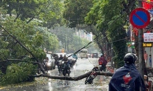 Cây xanh bật gốc đè trúng người đàn ông đi xe máy ở Hà Nội