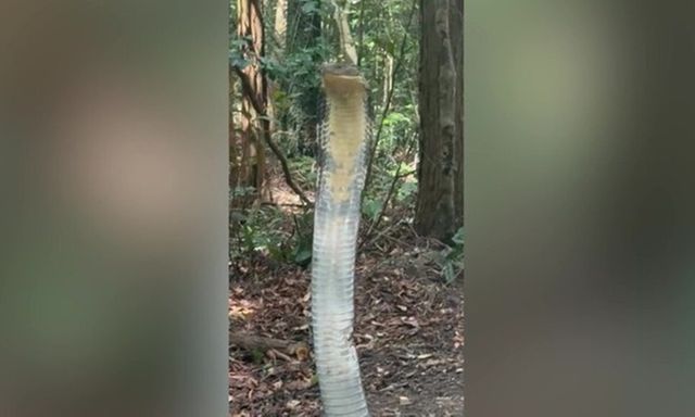 Nữ sinh viên kinh ngạc khi chạm trán rắn hổ mang chúa dài 4 mét