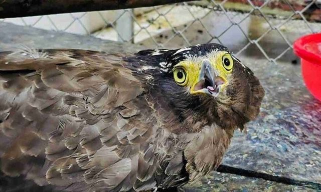 Người dân tự nguyện giao nộp cá thể chim quý hiếm cho cơ quan chức năng