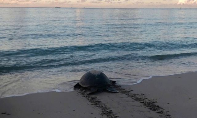 Tin tức thời sự 24h: 6 rùa mẹ lên bờ đẻ trứng trong một đêm ở đặc khu Côn Đảo