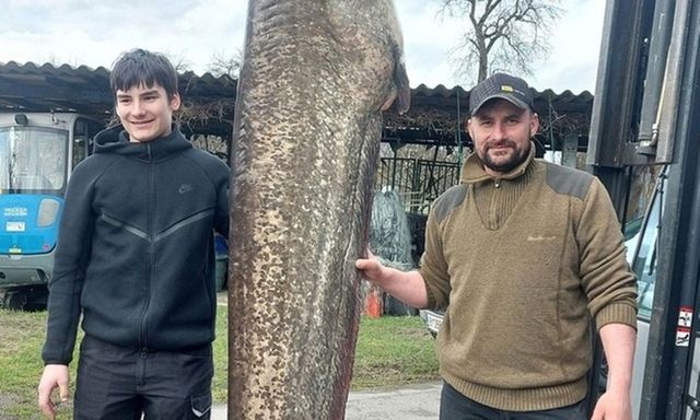 Cận cảnh con cá trê khổng lồ dài 2,6 mét, nặng 109 kg, ngư dân phải vật lộn để đưa lên thuyền