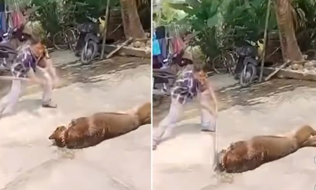 Chó béc giê nặng hơn 40kg tuột xích, tấn công cụ ông 83 tuổi tử vong