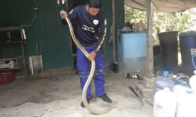 Clip: Rợn người cảnh dùng tay không bắt rắn hổ mang chúa cực độc, dài 3 mét