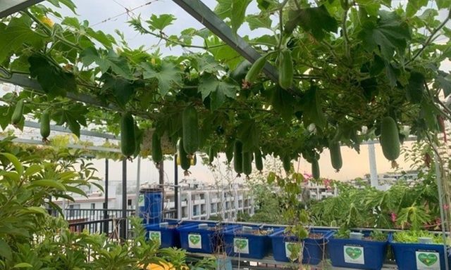 Choáng váng với vườn trái cây trĩu quả trên tầng 4, nhìn mà ngỡ như lạc vào miệt vườn miền Tây giữa lòng TP.HCM