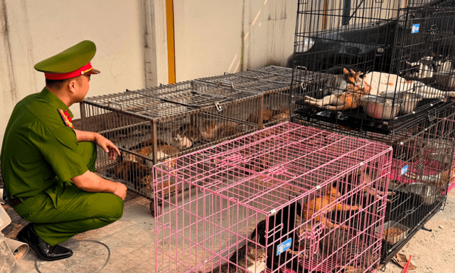 Triệt phá đường dây trộm mèo quy mô lớn ở Hà Nội: Hơn 300 con mèo bị bán theo cân