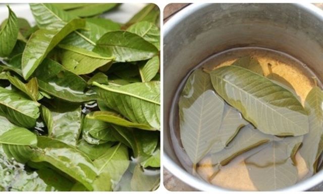 Tác dụng tuyệt vời của nước lá ổi