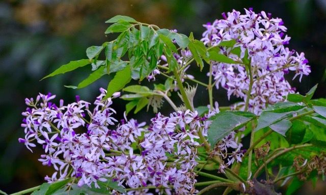 Chuyên gia tâm lý chỉ ra vì sao mùa hoa xoan khiến nhiều người “dễ ốm”, nhạy cảm hơn bình thường?