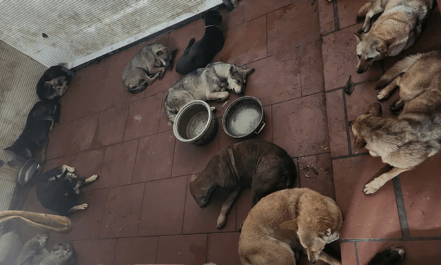 Bắt giữ ổ nhóm chuyên trộm chó bằng súng điện ở Hà Nội