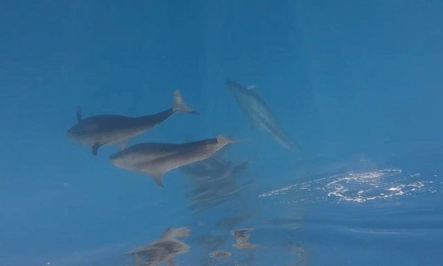 Gần 100 con cá voi vờn sóng, phô diễn sống động ở Phú Quý