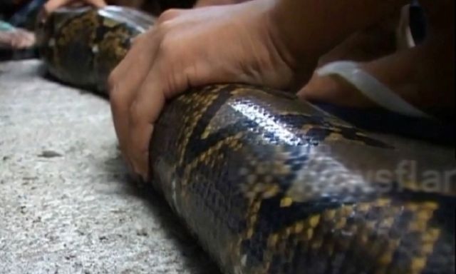 Clip: Cận cảnh vây bắt trăn 