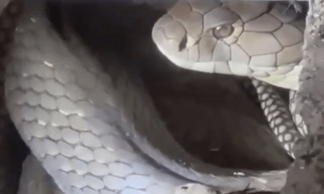 Rắn hổ mang chúa dài 4,2 mét ẩn nấp trong chuồng gà, màn khống chế kéo dài hơn 10 phút