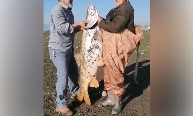 Cận cảnh con cá măng khổng lồ nặng 65 kg, dài gần 2 mét, cần thủ vật lộn mới kéo lên được