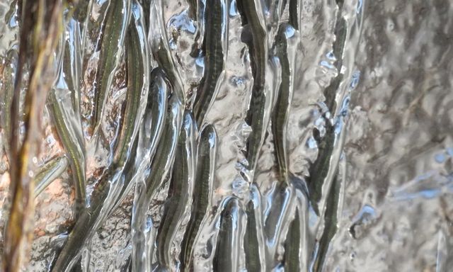 Sửng sốt cảnh hàng ngàn con cá “leo núi” ngược thác nước dựng đứng suốt 10 giờ