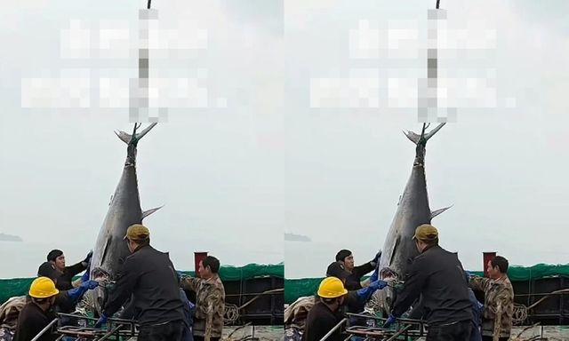 Clip: Bắt được cặp cá ngừ vây xanh hiếm có, ngư dân 