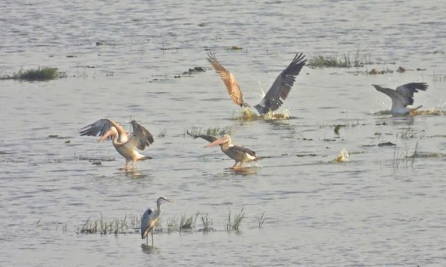 Tin tức thời sự 24h: Đàn bồ nông quý hiếm về Vườn quốc gia Tràm Chim